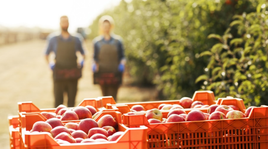 MVO Nederland lanceert collectief natuurlijk eten en drinken: inkopen voor biodiversiteit